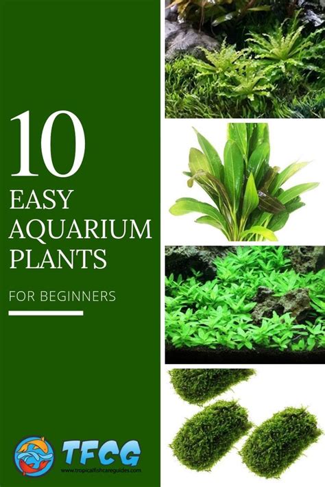 liveaquaria|How to Set Up A Freshwater Aquarium .